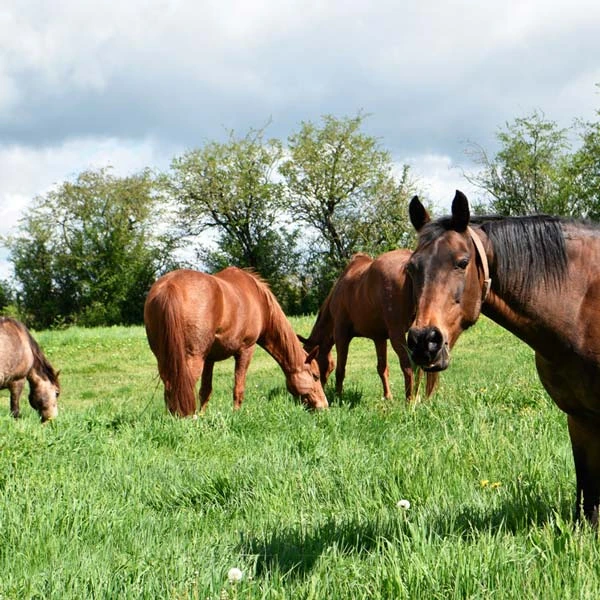 Pension pour chevaux à Toulon-sur-Allier, Allier